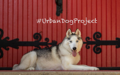 Urban Dog Project