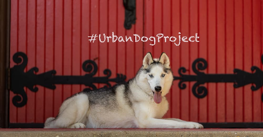 Urban Dog Project