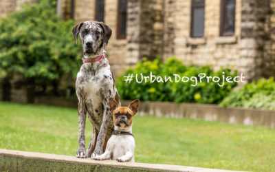 Urban Dog Project – Buildings & Colors