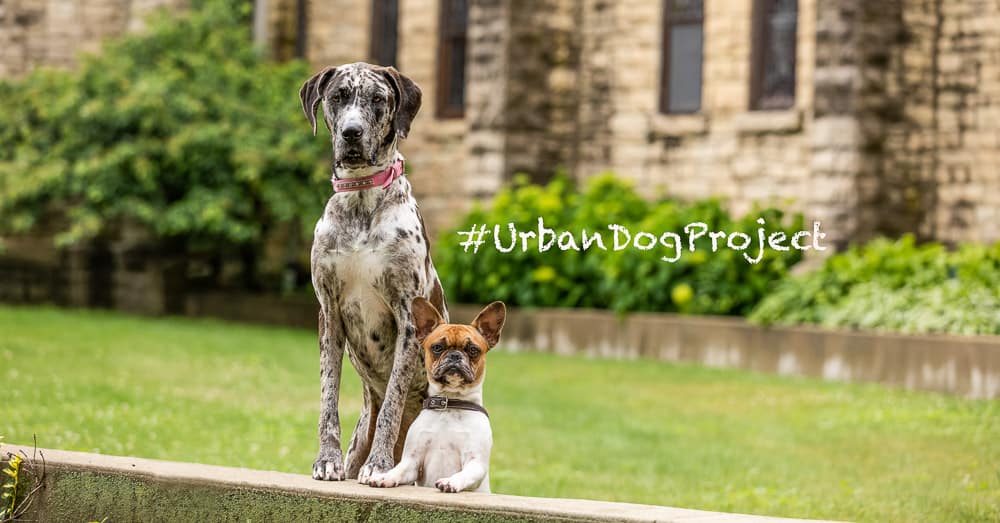 Urban Dog Project – Buildings & Colors