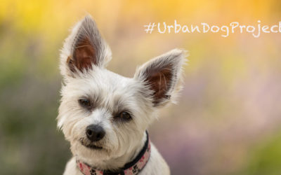 Urban Dog Project – Color!