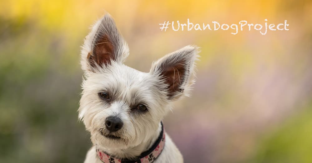 Urban Dog Project – Color!