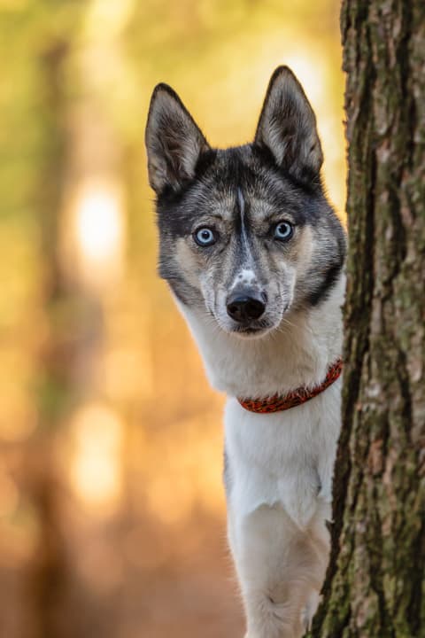 Walworth County, Shadow Dog Photography, Dog Photographer, Pet Photography, Dog Photos, Husky