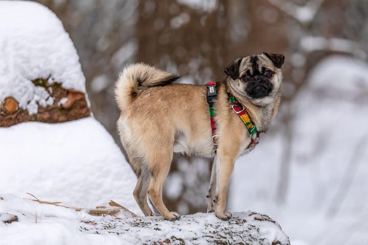 Walworth County, Shadow Dog Photography, Dog Photographer, Pet Photography, Dog Photos, Pug/Pom, Dog on Log