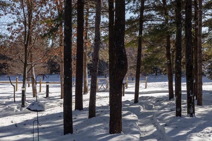 Shadow Dog Photography, Dog Photographer, Pet Photography, Dog Photos, Pine Forest, Walworth County