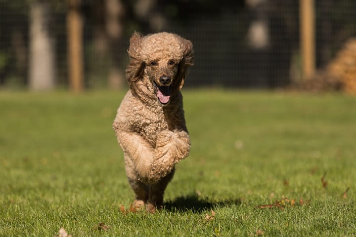 Shadow Dog Photography, Dog Photographer, Pet Photography, Dog Photos, Standard Poodle, Walworth County