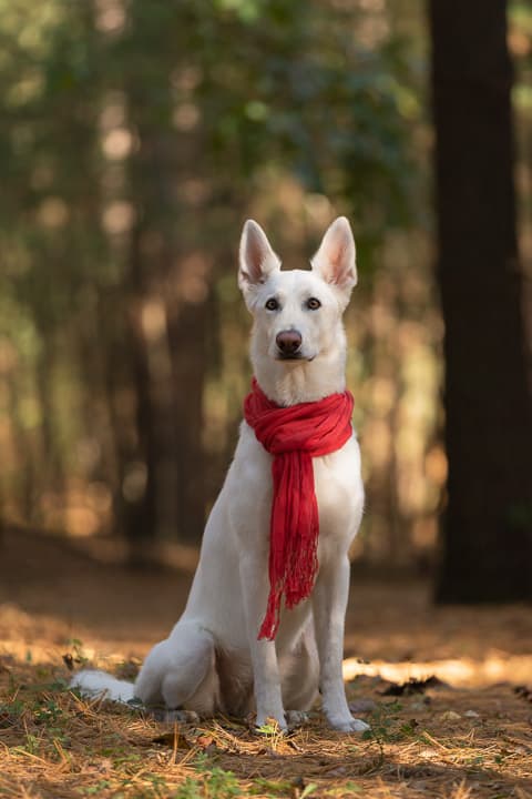 Shadow Dog Photography, Dog Photographer, Pet Photography, Dog Photos, German Shepherd, Walworth County