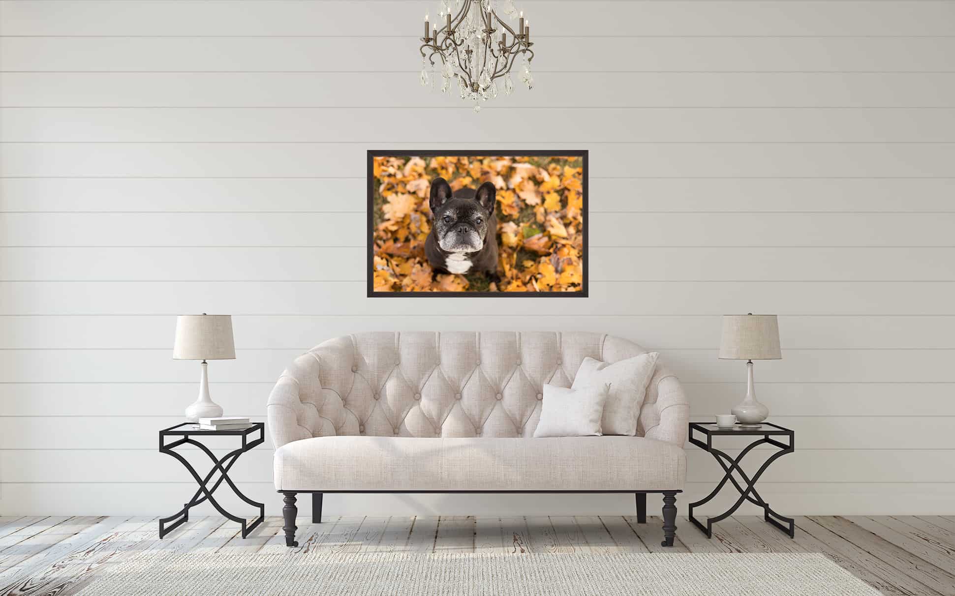 Framed Print of Black French Bulldog above Couch Shadow Dog Photography