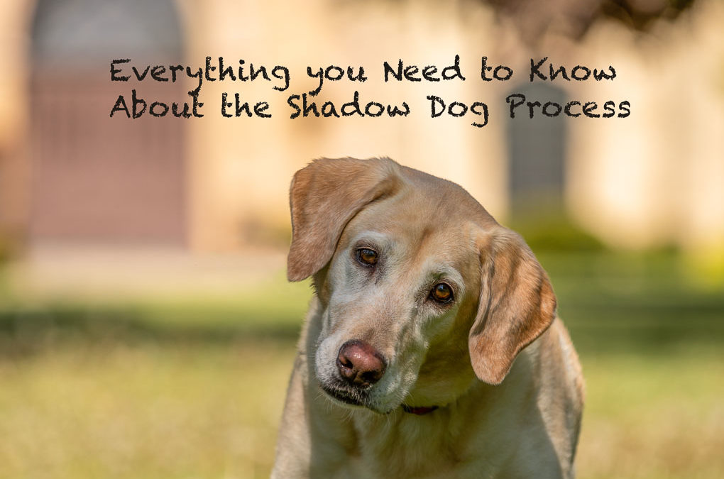 The Shadow Dog Experience