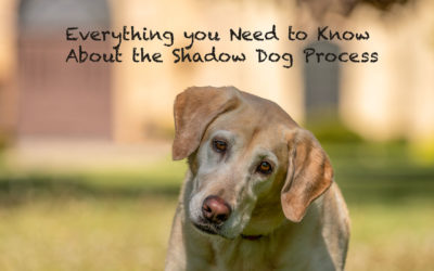 The Shadow Dog Experience