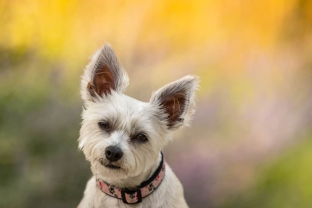 Close up of a Yorkie Poo Shadow Dog Photography
