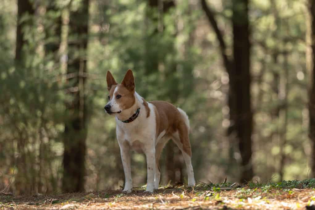 Chow Shepherd in Woods Shadow Dog Photography