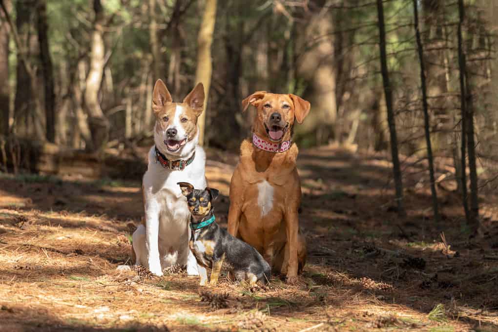 Three Dogs Sitting Shadow Dog Photography