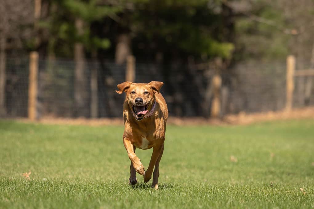Lab Coonhound Running Shadow Dog Photography