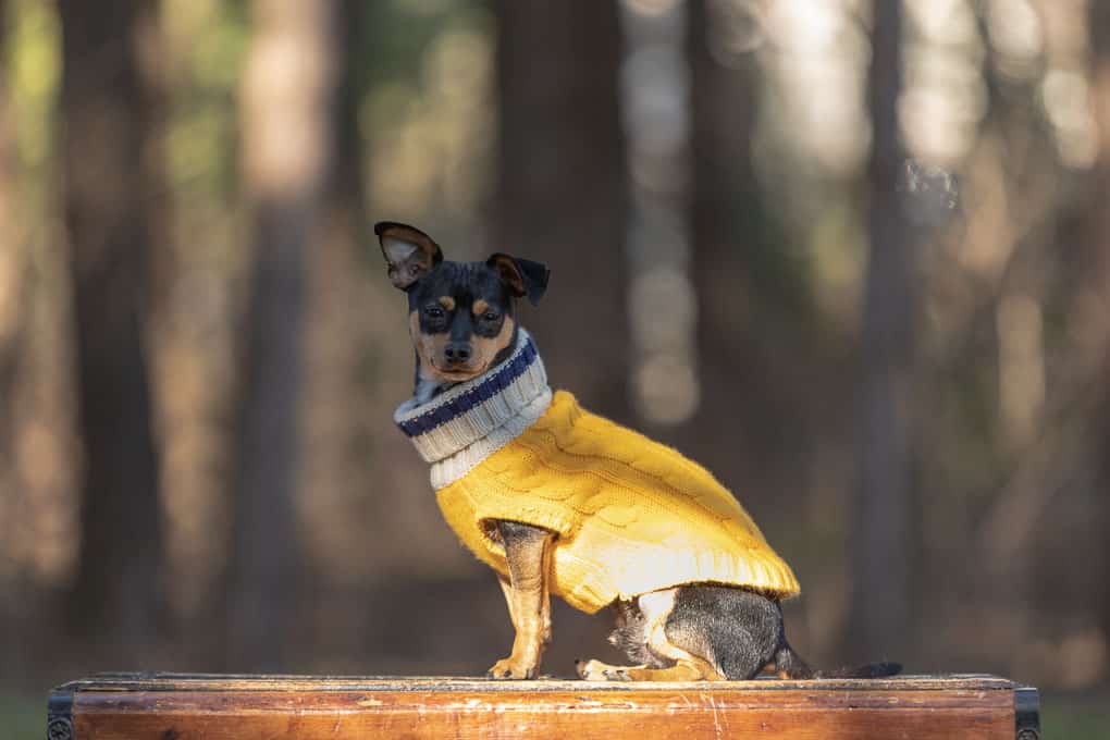 Little Black Terrier in Yellow Sweather Shadow Dog Photography