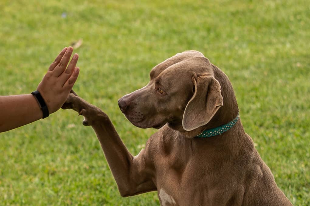 Dog Touching a Human Hand Shadow Dog Photography