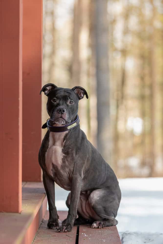 Black Rescued Dog Shadow Dog Photography