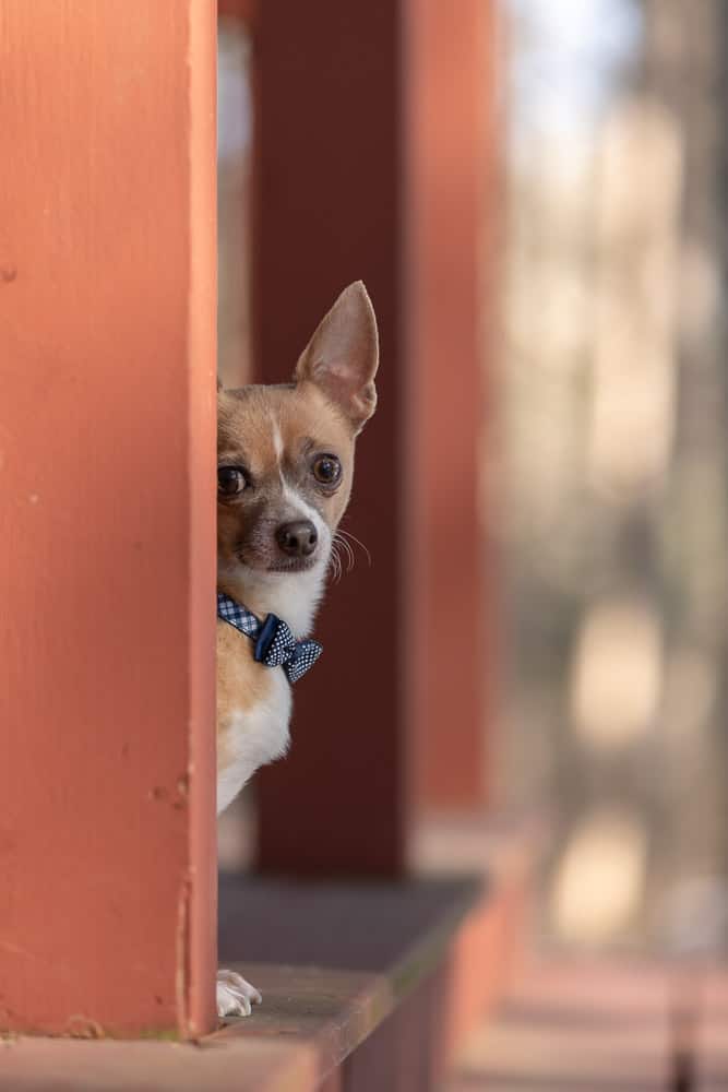 ESA Chihuahua Shadow Dog Photography