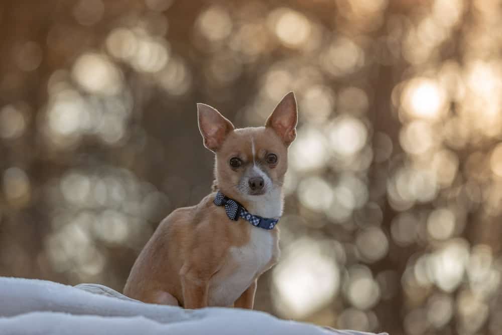 A Rescued Chihuahua Shadow Dog Photography