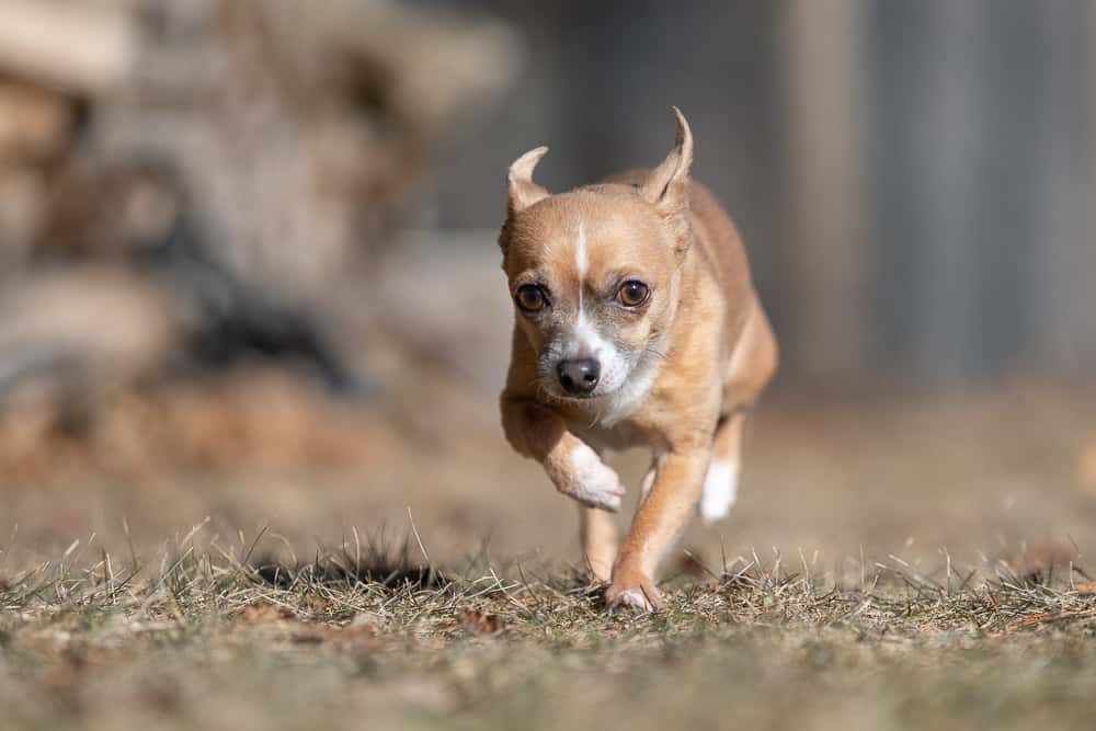 Chihuahua Shadow Dog Photography