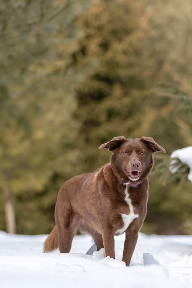 Labrador Australian Shepherd Border Collie Mix Shadow Dog Photography