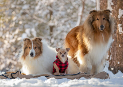 Rough Collies and Chihuahua Shadow Dog Photography