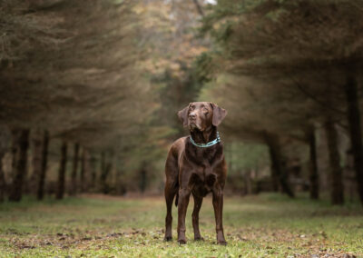 Chocolate Labrador Retriever Shadow Dog Photography