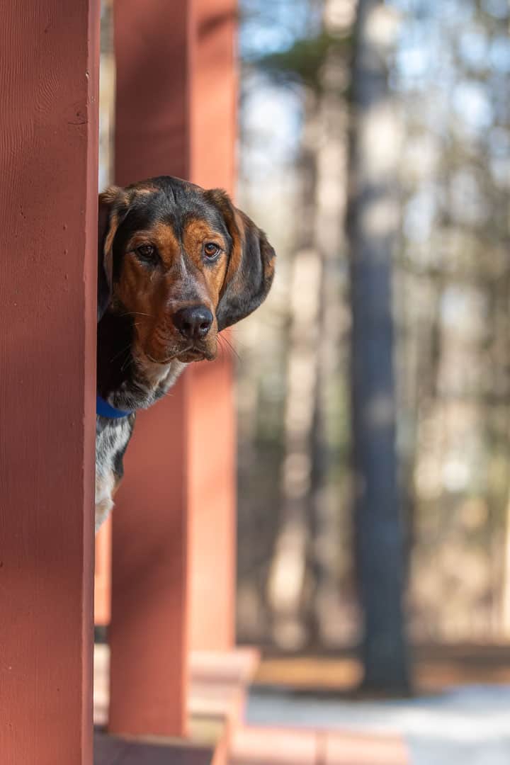 Coonhound Mix Rescue Shadow Dog Photography