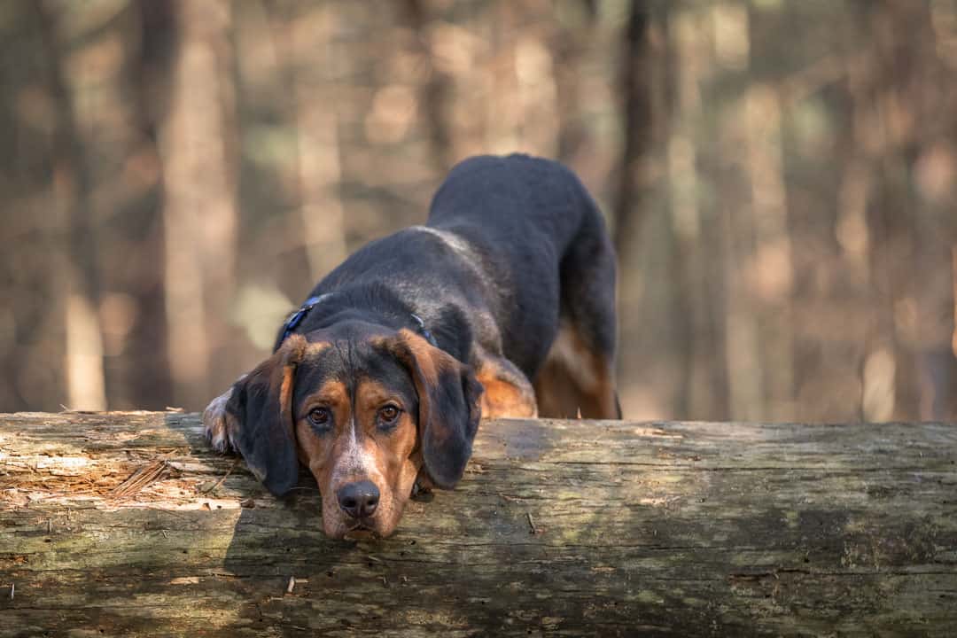 Rescued Coonhound Mix Shadow Dog Photography