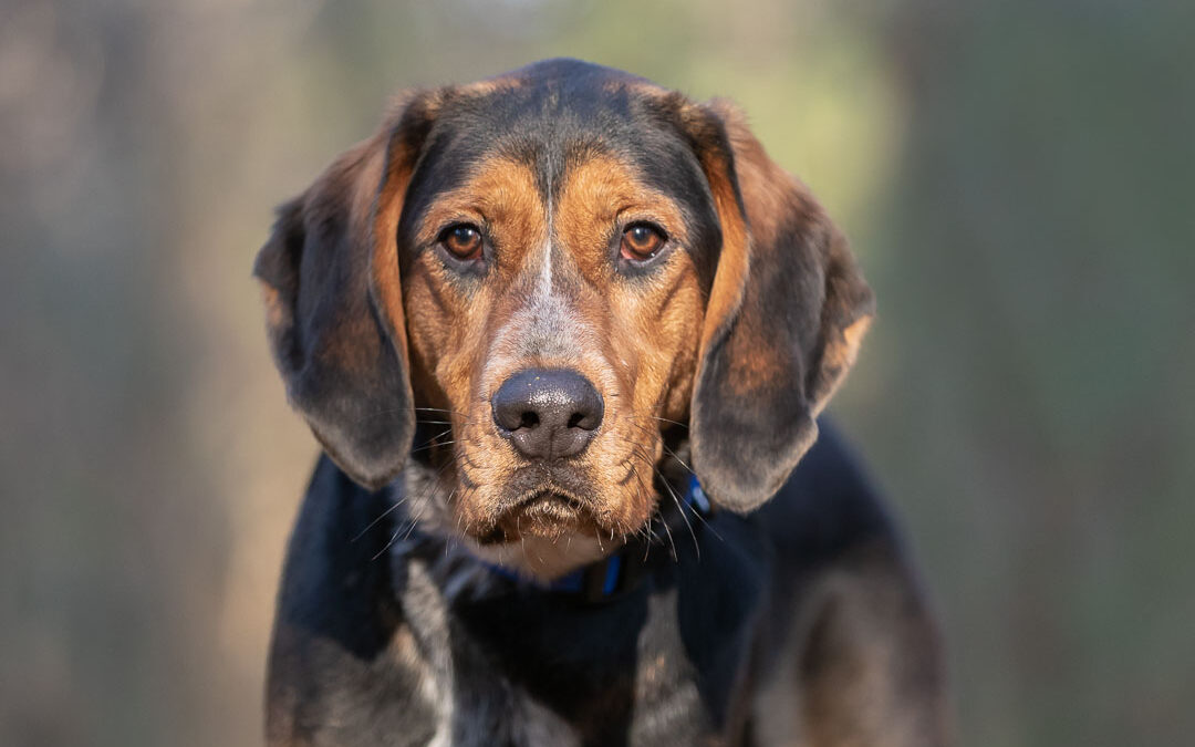 Rescued Dogs Project – Luka the Coonhound Mix