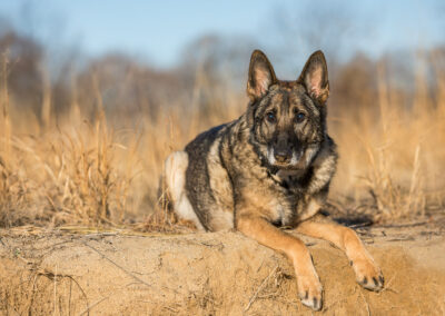German Shepherd Shadow Dog Photography