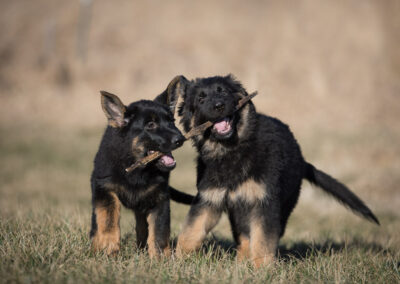 German Shepherd Puppies Shadow Dog Photography