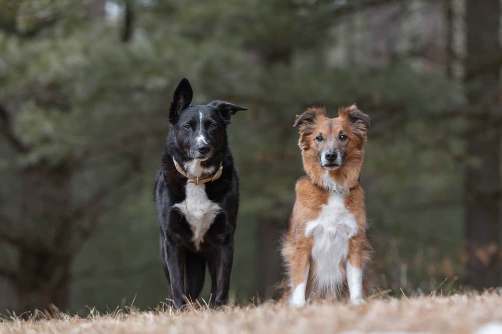 Rescued Dogs Shadow Dog Photography