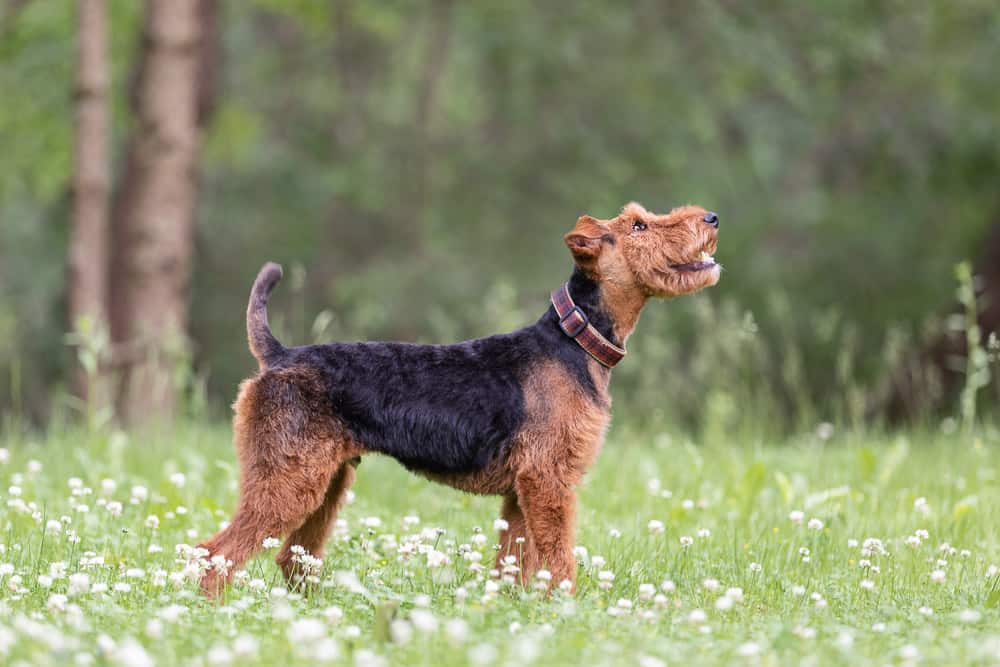 Welsh Terrier Shadow Dog Photography