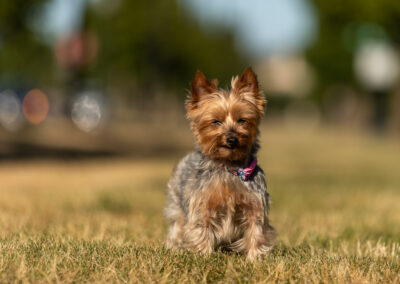 Yorkshire Terrier Shadow Dog Photography