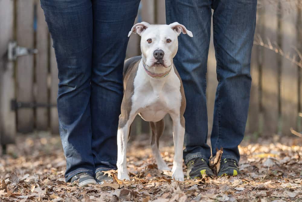Rescued Dogs Project – Macy the Amstaff
