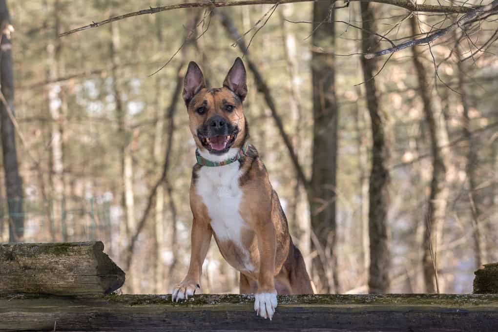 Adopted Shepherd Mix Shadow Dog Photography