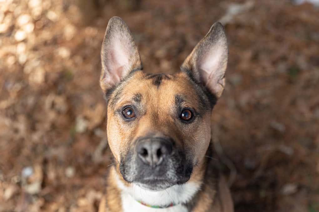 Rescued Shepherd Mix Shadow Dog Photography