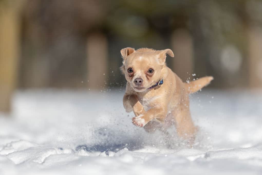 Running Chihuahua Shadow Dog Photography