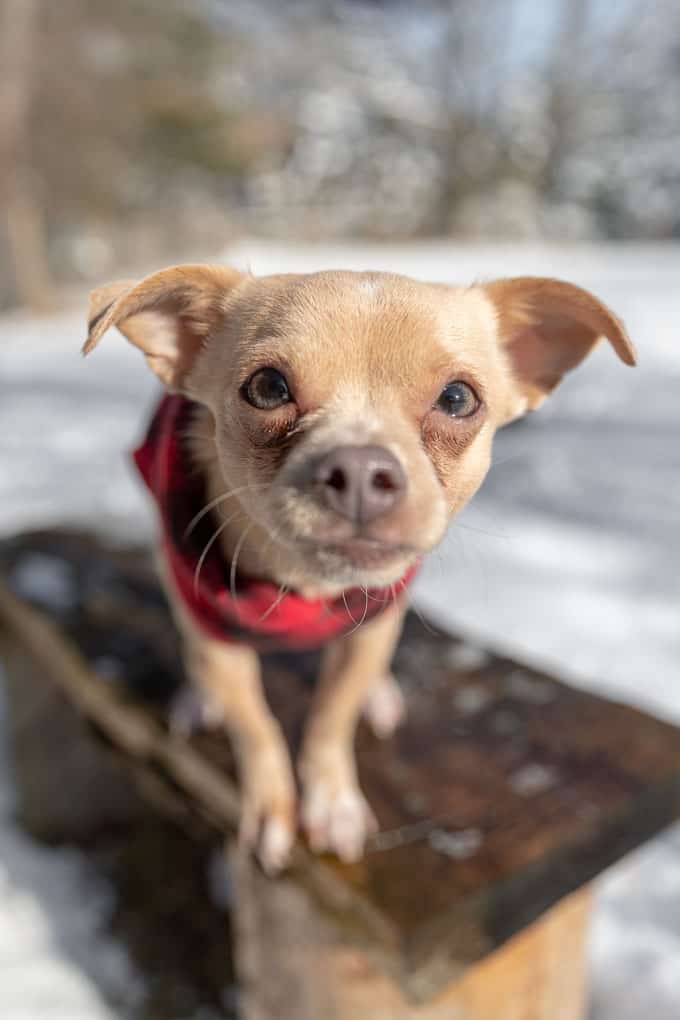 Adopted Chihuahua Shadow Dog Photography