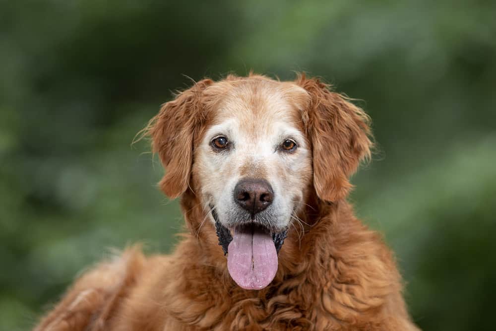 Golden Retriever senior staying safe in hot weather Shadow Dog Photography