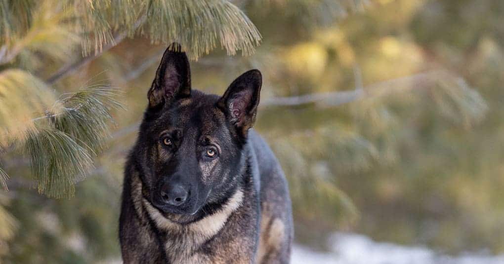 German Shepherd Shadow Dog Photography