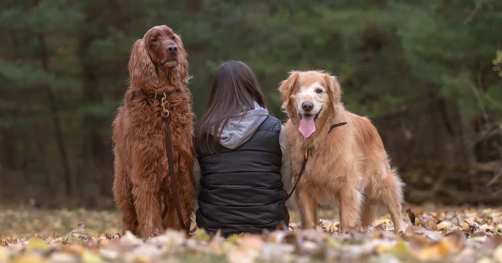 Irish Setter and Golden Retriever Shadow Dog Photography