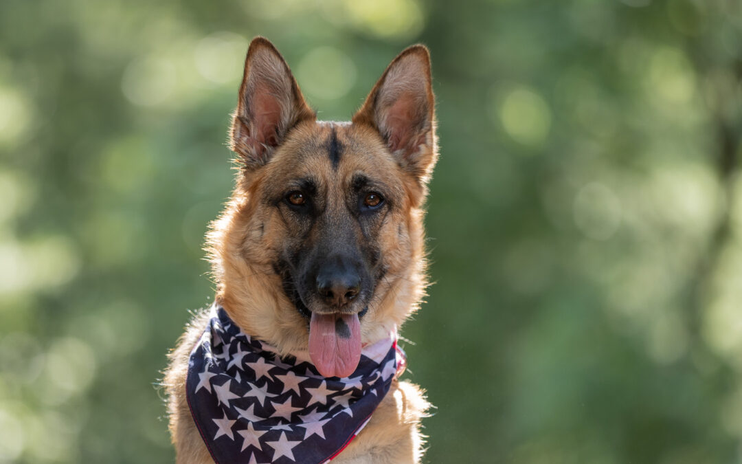 How to Keep Your Dog Safe on the 4th of July