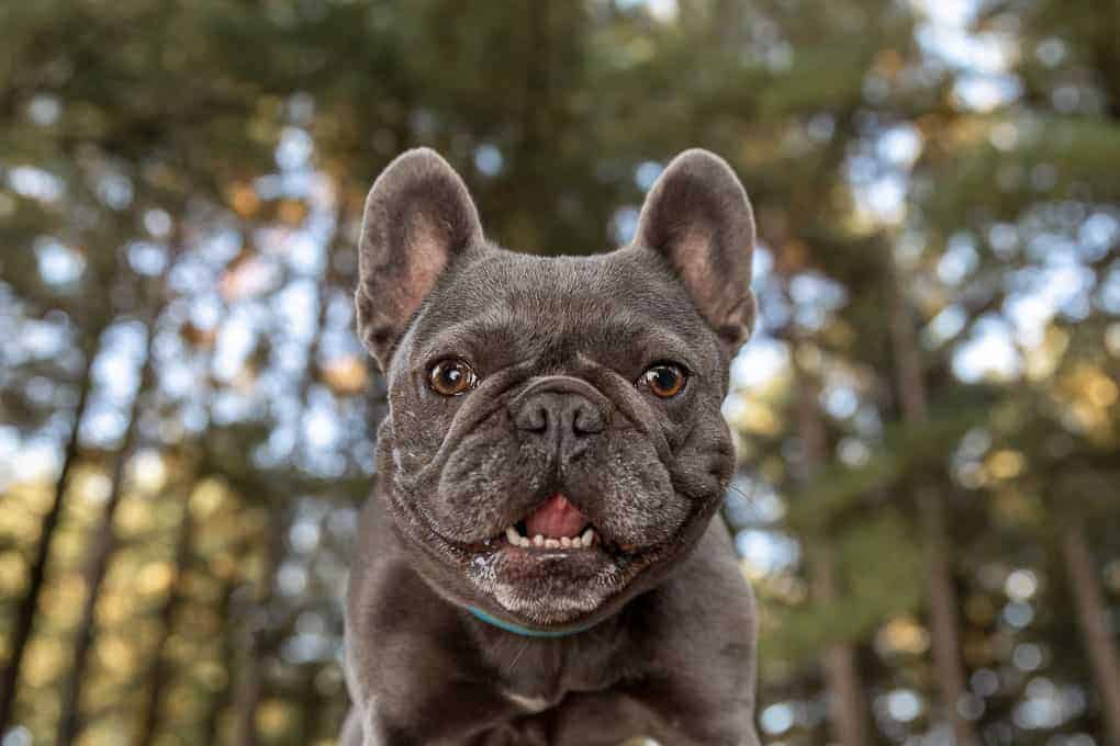 French Bulldog Staying Safe in Hot Weather Shadow Dog Photography