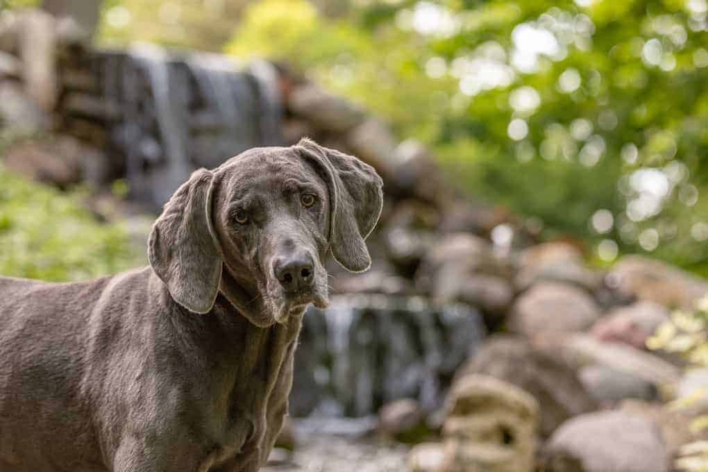 Weimaraner staying cool in hot weather Shadow Dog Photography