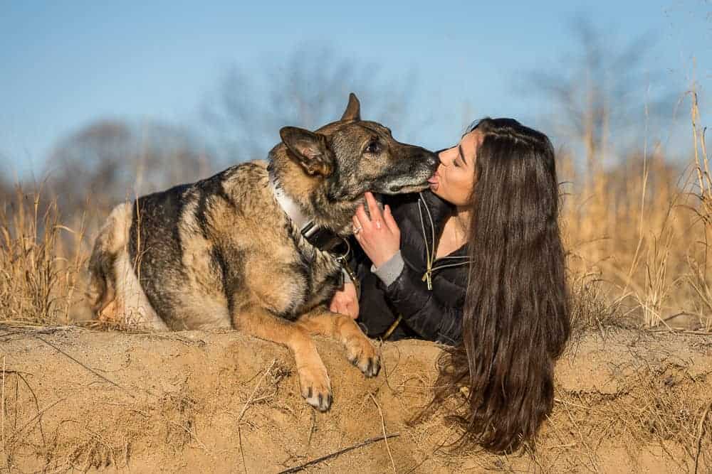 German Shepherd Service Dog Shadow Dog Photography