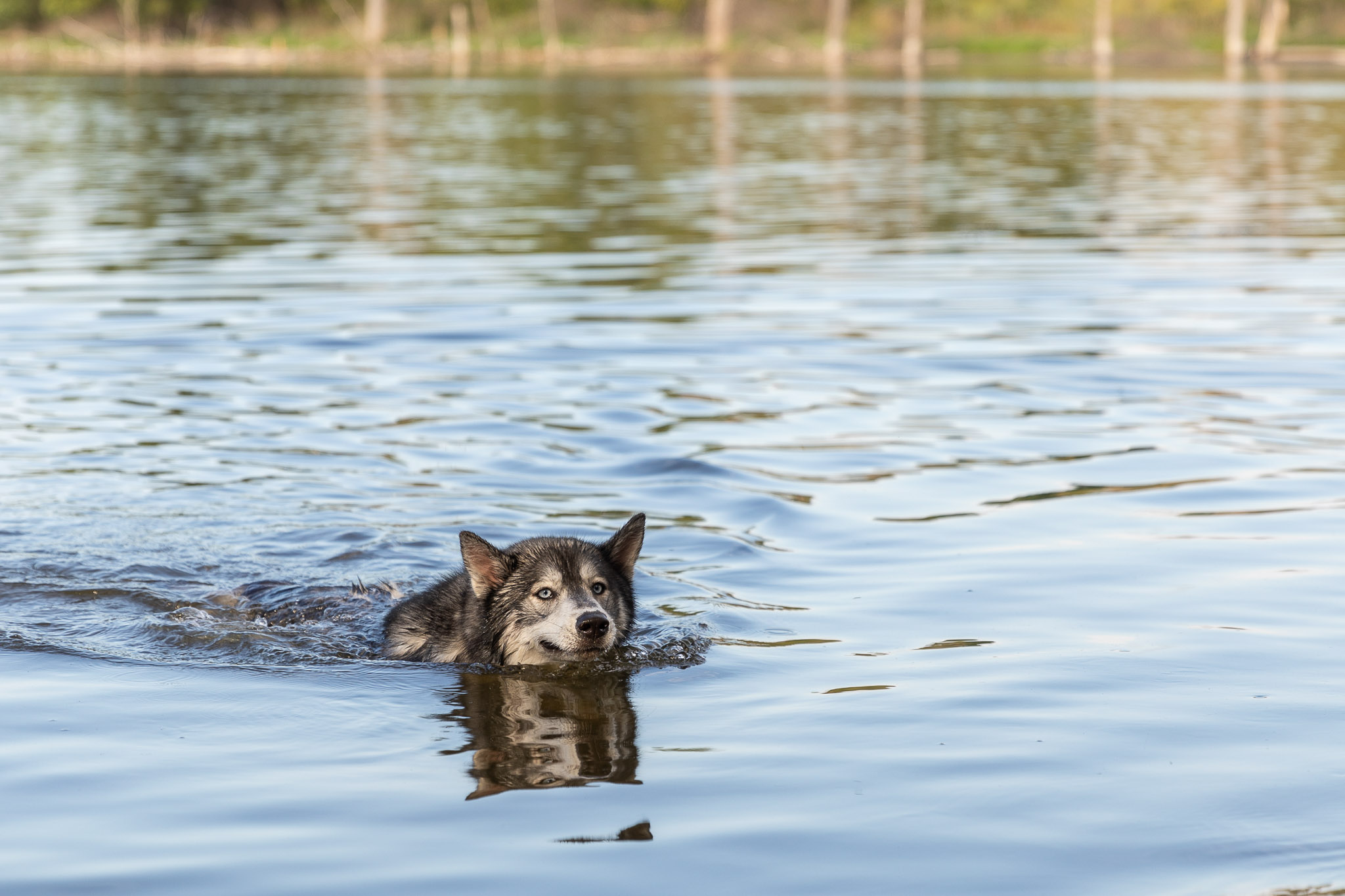 Swimming Husky on Ice Age Trail Shadow Dog Photography