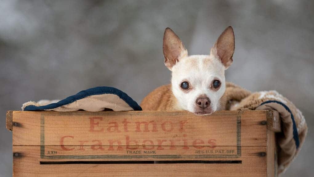 Chihuahua in a box Shadow Dog Photography