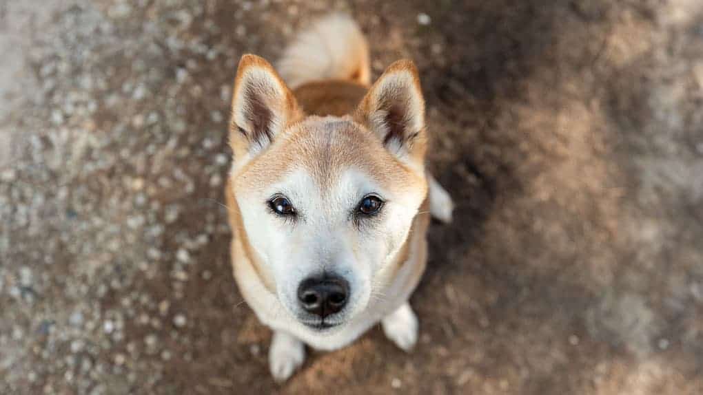 Shiba Inu Shadow Dog Photography